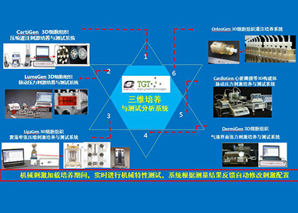 三維培養(yǎng)與測試系統(tǒng)