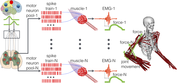 多尺度神經(jīng)力學(xué)模型