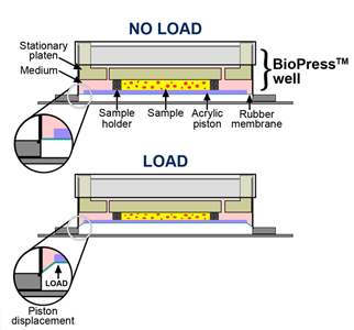 三維細胞組織壓力加載培養(yǎng)原理圖